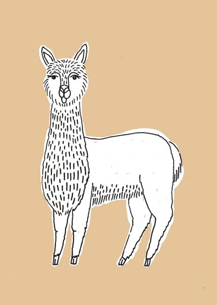 ZOO »Alpaca«